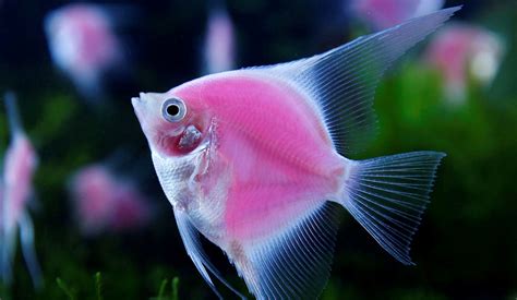 粉紅神仙魚